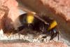 Bombus sp.